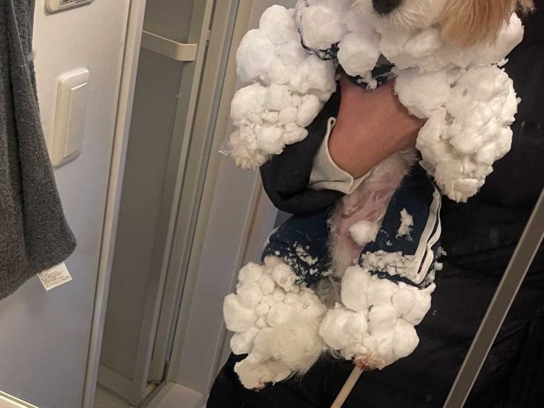 Cavachon pup becomes an adorable snow dog after a winter walk
