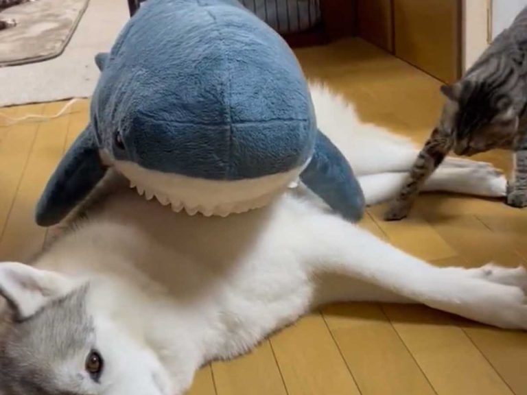 Cat has the most adorable jealousy of shark plushie stealing husky’s affection