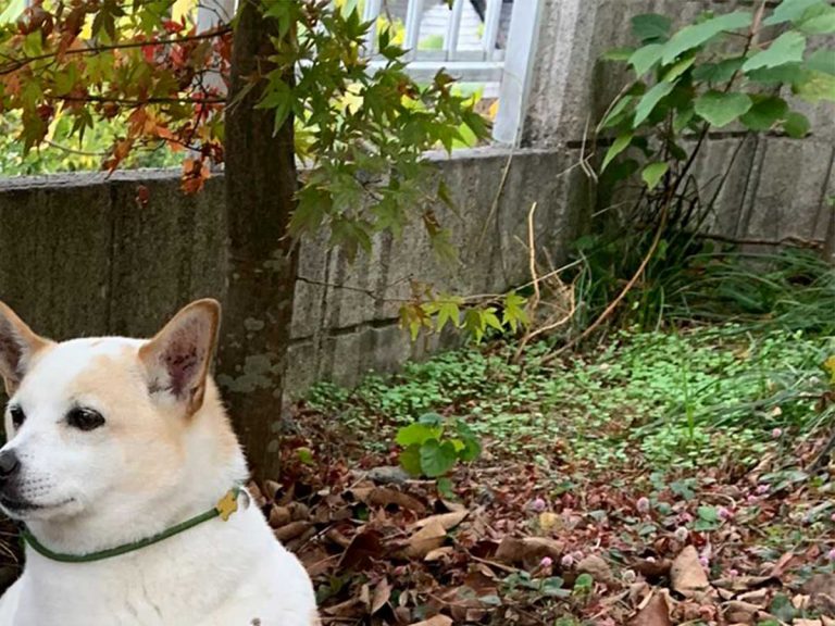 Dog in Japan looks like he sprouted from the ground in viral photo