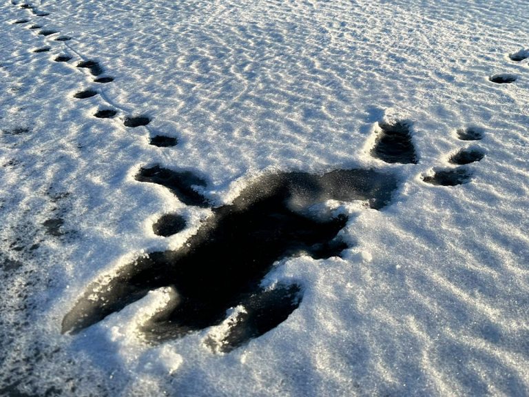 Tanuki leaves magically comical snow tracks in Japan