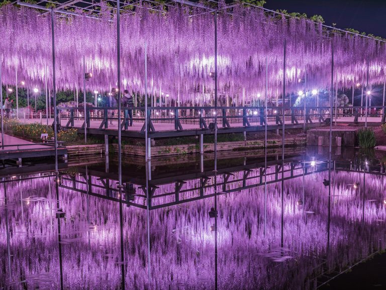 Experience The Breathtaking Beauty of Hanging Wisterias at Ashikaga Flower Park