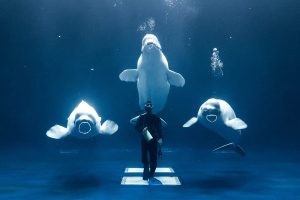 Pokémon champion? Photog’s stunning shot of diver and belugas at Shimane AQUAS Aquarium