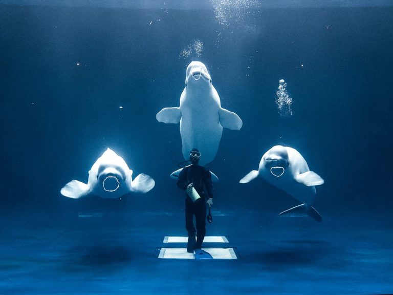 Pokémon champion? Photog’s stunning shot of diver and belugas at Shimane AQUAS Aquarium