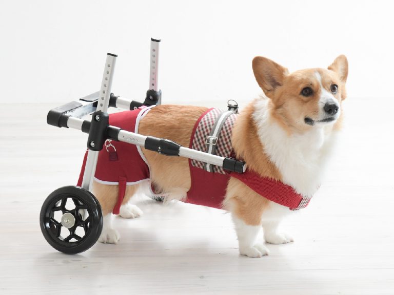 Japanese company’s Doggy Supporter is putting the spring back into elderly dogs’ steps