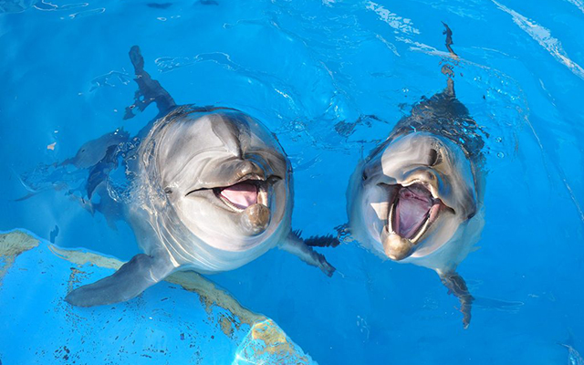 Enoshima Aquarium’s Proud Mission: Educating People, Preserving Dolphins