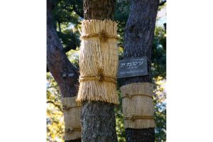 Komomaki, straw belts protecting Japan’s trees from winter cold, may do more harm than good