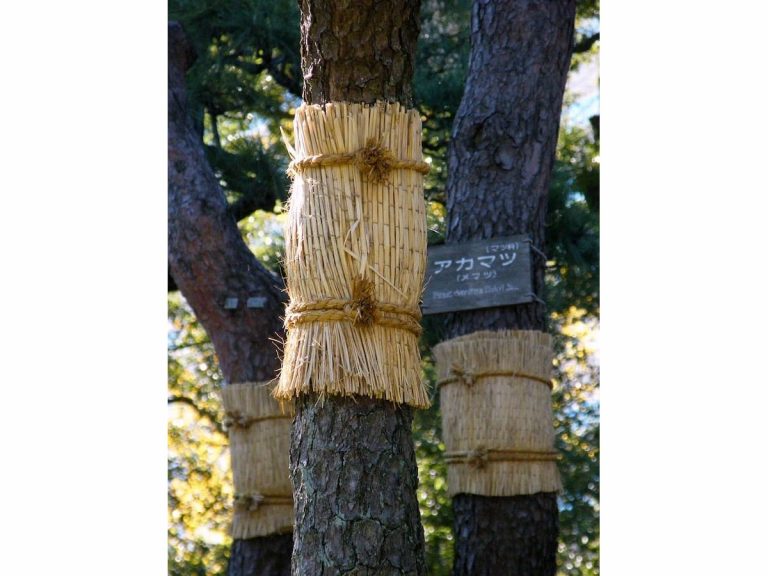 Komomaki, straw belts protecting Japan’s trees from winter cold, may do more harm than good