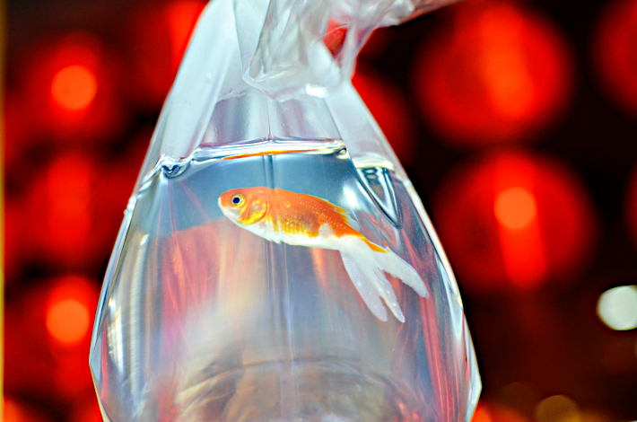 Fake goldfish swim in cute vases evoking a scene from Japanese