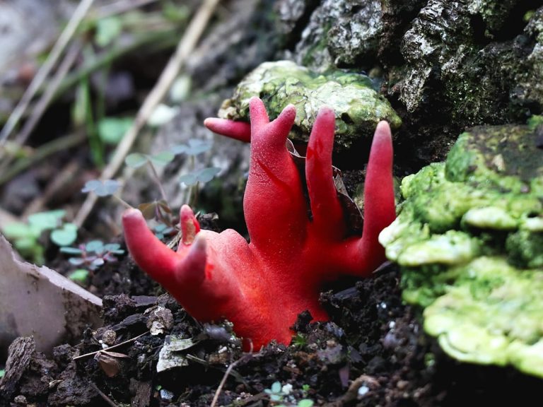 Deadly brain-shrinking fungus is popping up in parks, several prefectures throughout Japan