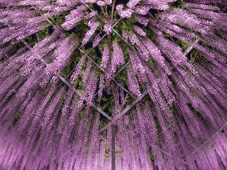 Wow! What beautiful fireworks! Wisteria flowers burst forth in breathtaking photo