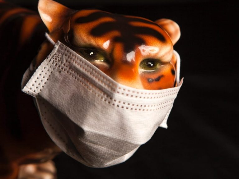 Tiger Mask donation: Japan’s anime-Inspired generosity