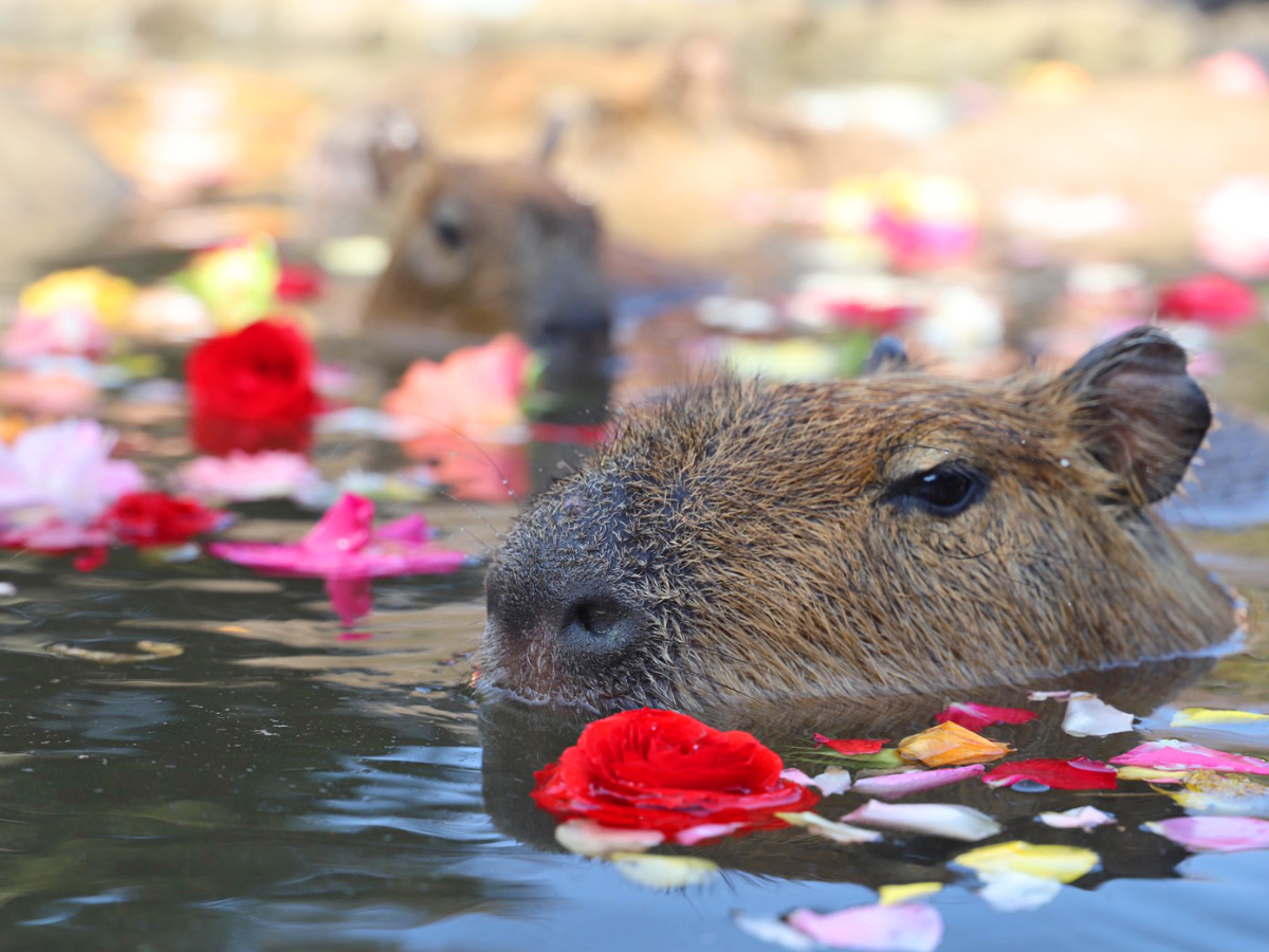 Witness Capybaras Taking A Dip In An Onsen This Winter At Izu Shaboten Witness Capybaras Taking A Dip In An Onsen This Winter At Izu Shaboten