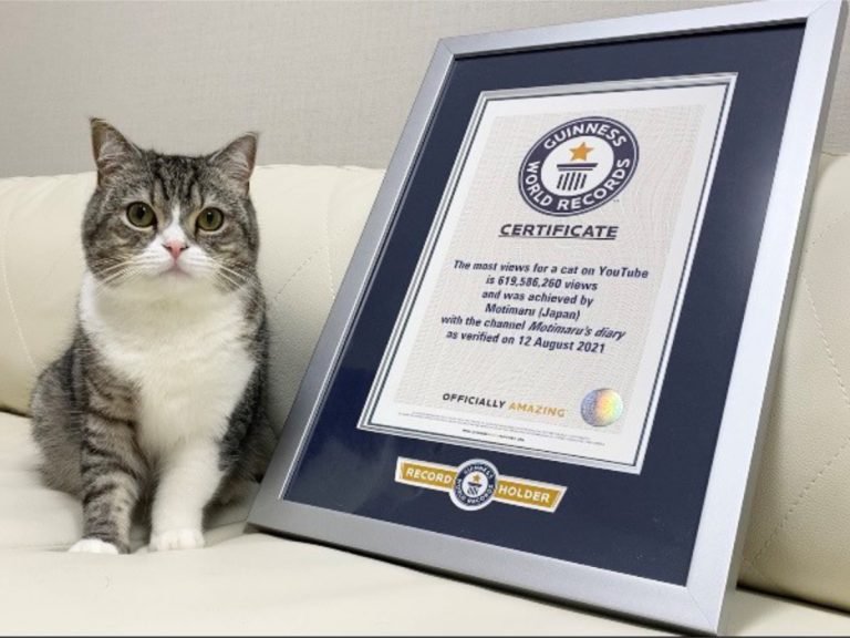 Guinness World Records crowns Mochimaru as The most watched cat on YouTube
