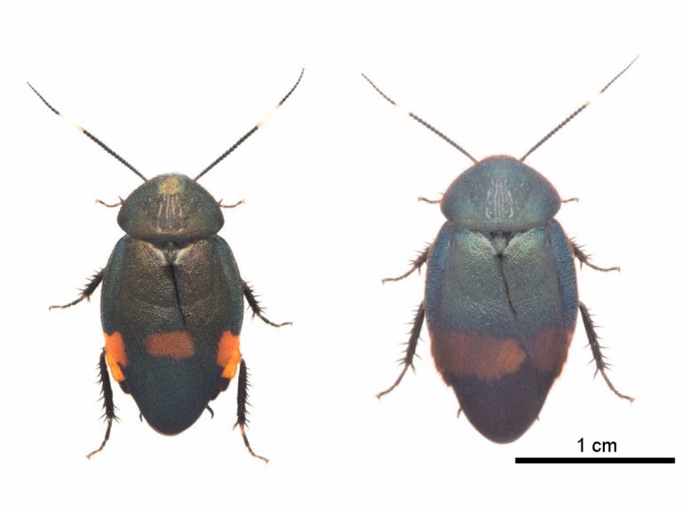 Discovery of two new Japanese cockroach species shines light on the insect’s evolution