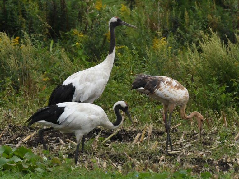 Elusive Japanese crane family sighted for first time in 130 years at Lake Utonai