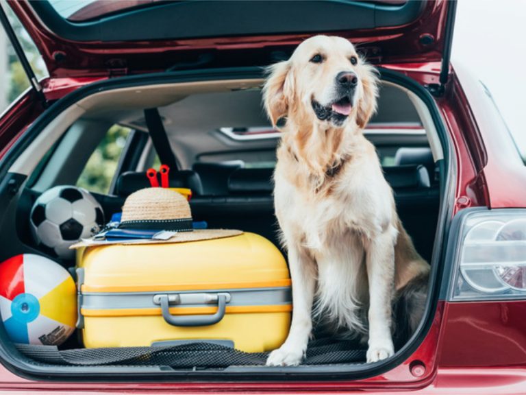 Survey finds more than 80% of dog owners in Japan would like to take their furry pals with them on holiday