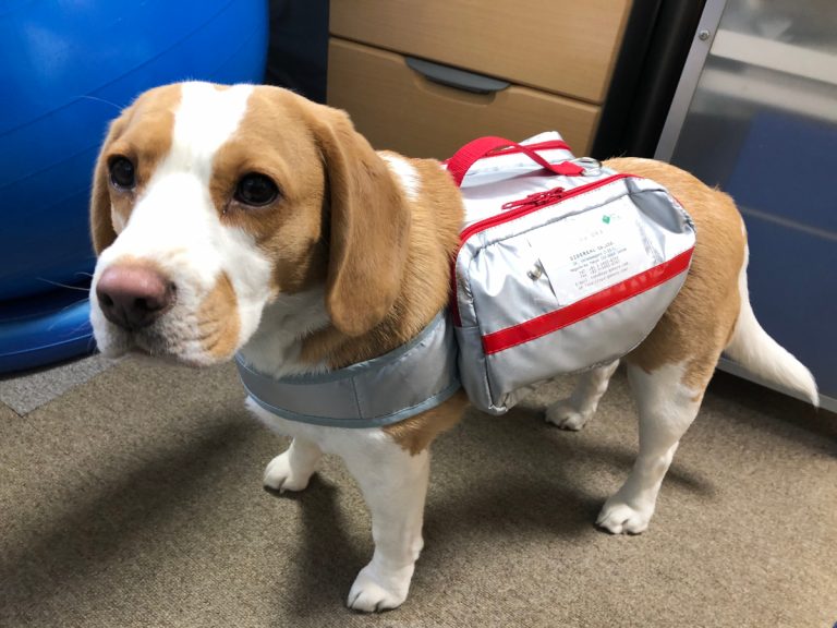 Be ready for disasters with these emergency evacuation packs made for dogs