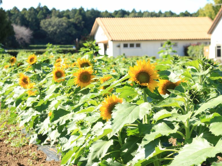 Holding on to to summer – 15,000 sunflowers still in bloom in Ibaraki prefecture