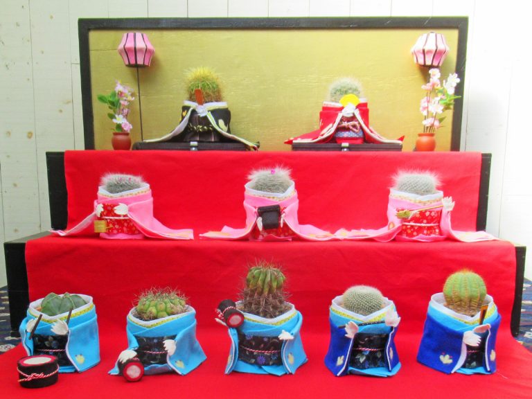Pretty but prickly – Izu Shaboten Zoo dresses up cacti plants for Hinamatsuri