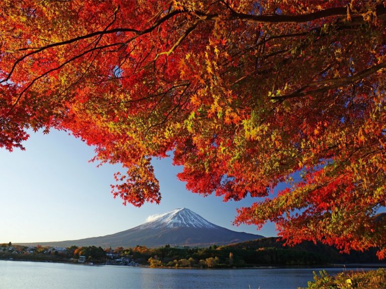 Japan in Fall: Fujikawaguchiko Autumn Leaves Festival