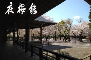 Yasukuni Shrine’s ‘Yozakura Noh’ sees evening performances held under sakura