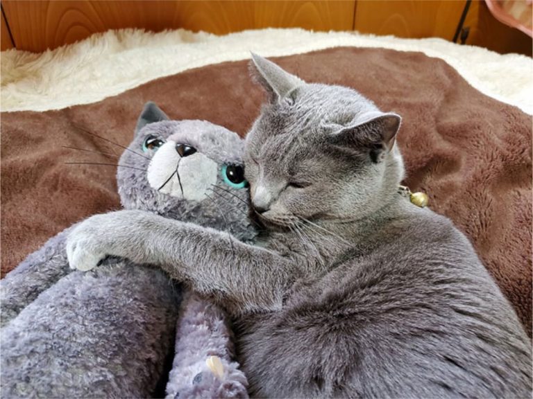 Cat falls in love with look-alike plushie toy