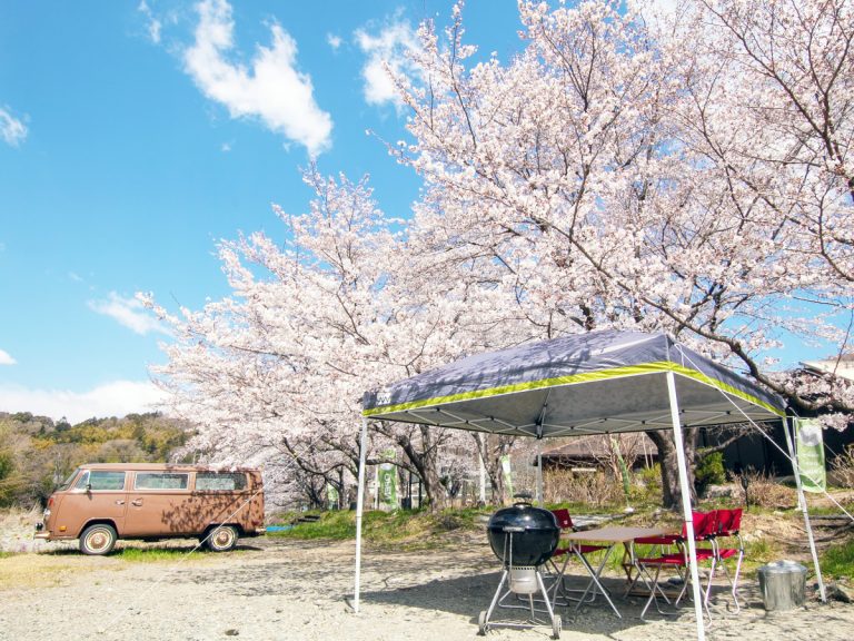 Enjoy a socially distanced private hanami with this sakura tree rental plan