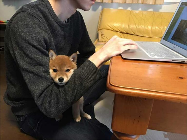 Life in Lockdown: Working at Home with a Shiba Inu
