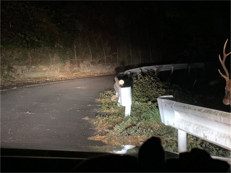 Unexpected creature gives driver a fright when driving Japan’s country lanes at night