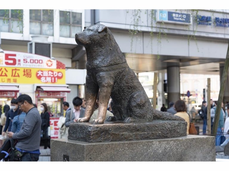 Hachiko, Japan’s favourite dog, may not have been so loyal to his master after all