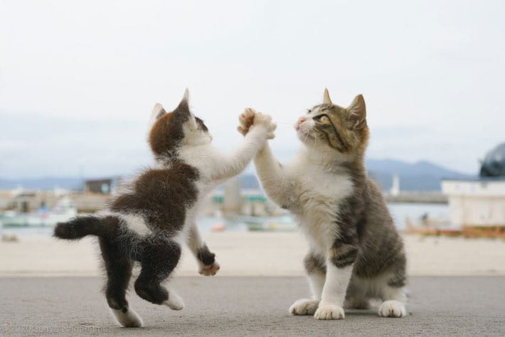 Impact from awesome photo of two cats high-fiving breaks Japanese internet