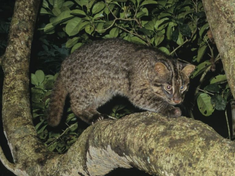 The Iriomote Wildcat’s Precarious Life in Paradise