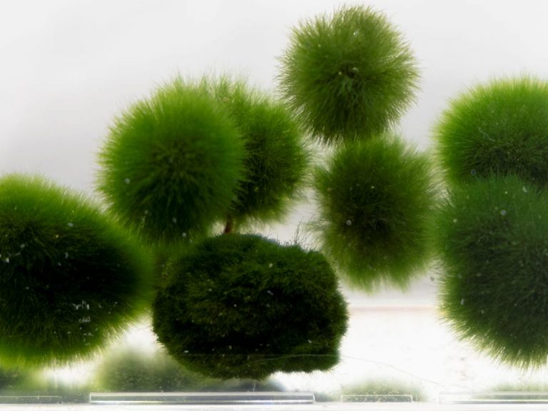 Third species of marimo moss ball discovered in Japan