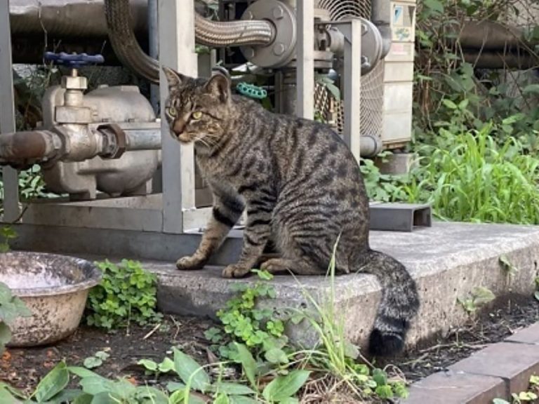 The Cats of Kawasaki: Two Views on Caring for Some of the Most Vulnerable Animals in Japan