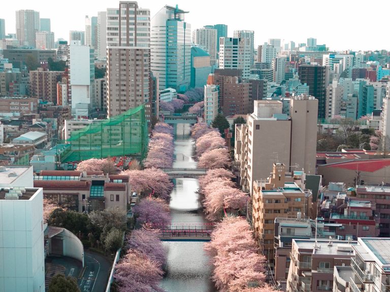 Photographer Captures Cherry Blossom Path “Suddenly Appearing” In The Middle of Tokyo