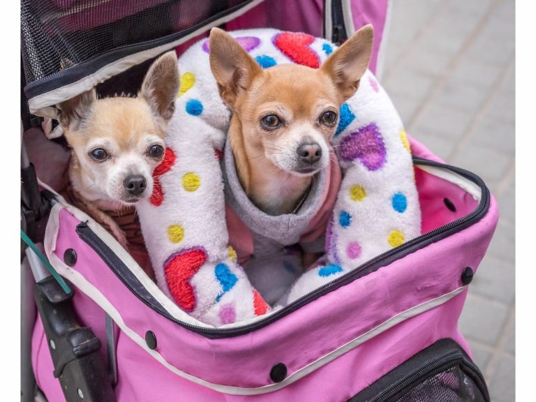 Japan’s pets: like children, but quieter, cheaper and fluffier