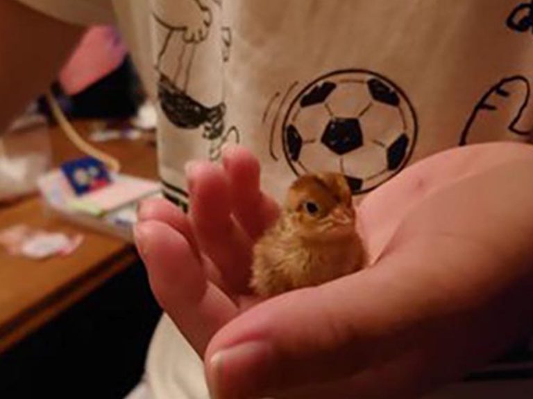 What are the odds? Quail chick hatches from supermarket egg