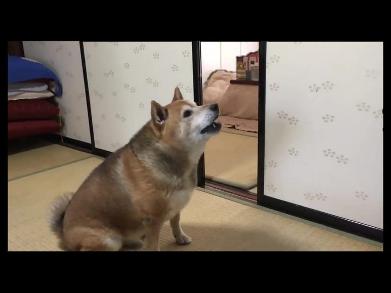 Strong-willed shiba inu has hilarious way of showing his human he’s hungry