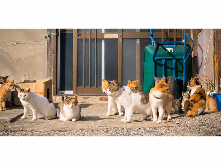 Poisoning Suspected on “Cat Island”: Suffering Cats Witnessed and 60 Cats Dead