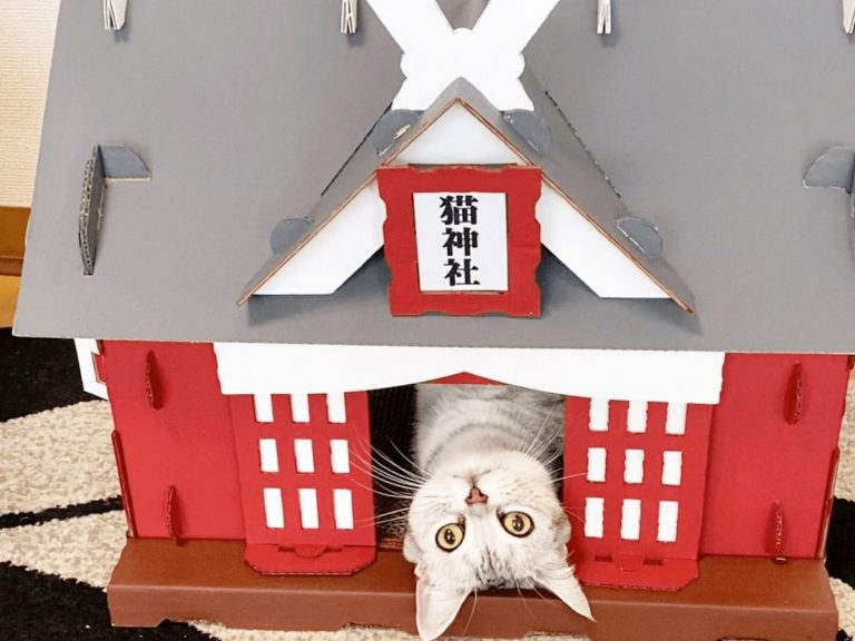 “Fluffy cat shrine” turns your cat into a feline divinity