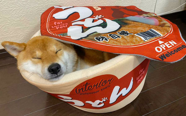 Shiba inu turns into cutest noodles ever with cup udon pet bed