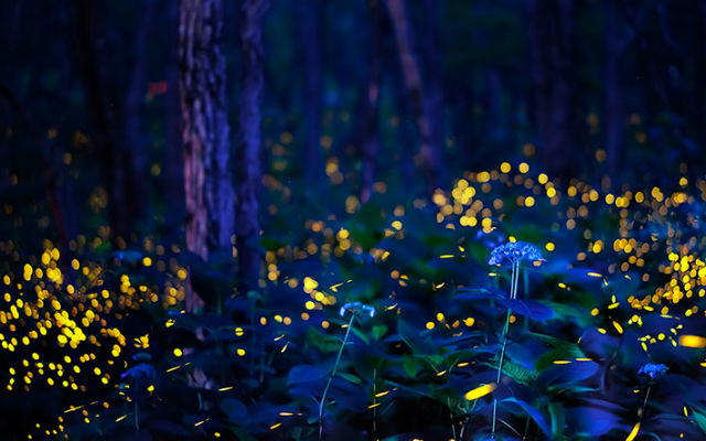 Japanese photographer captures beautiful scene of flowers in sea of dancing fireflies