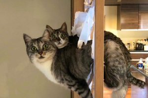 Cat criminals caught breaking Japanese traditional sliding doors have priceless reaction