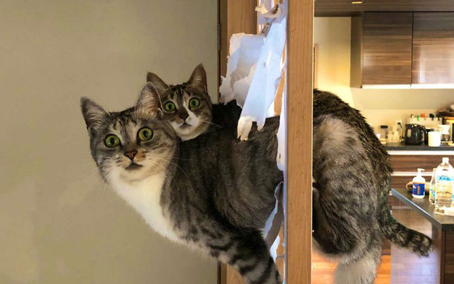 Cat criminals caught breaking Japanese traditional sliding doors have priceless reaction