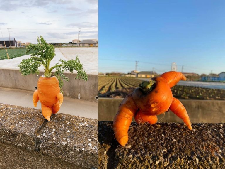 Farmer wows Twitter with impossibly dramatic action hero carrots he harvests