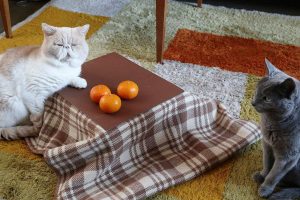 New Mini Kotatsu For Cats Gives Kitties Warm Winter Refuge