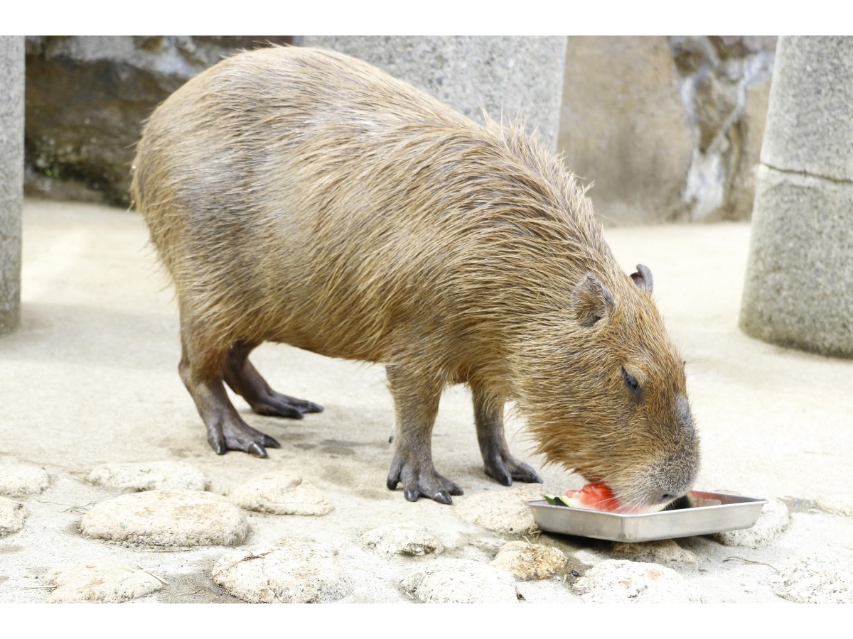 Capybara and watermelon.