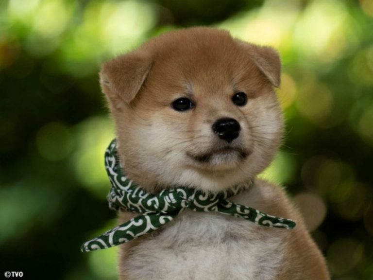 Japanese TV celebrity shiba inu holds up photoshoots by constantly falling asleep