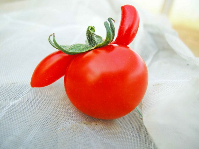 Japanese farmer’s “ugly duckling” tomatoes become adorable hit thanks to Twitter attention