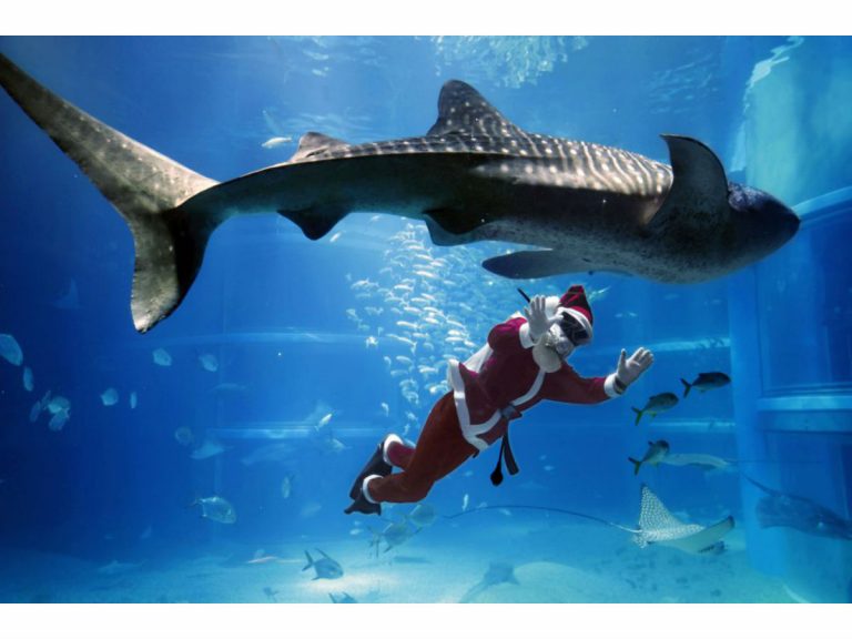 [Hidden Wonders of Japan] Santa Claus Dives Christmas Greetings to Osaka Aquarium Visitors